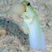 jawfish_yellowhead_dw_wc_v_0027_tci1849.jpg